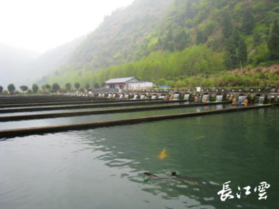湖北通山縣闖王鎮三步棋“闖”出綠色新天地，推動生態環境材料銷售
